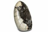 Free-Standing, Polished Septarian Geode - Black Crystals #302868-1